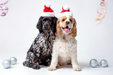 Two Cute Cocker Spaniels in Santa Hats with Christmas Decorations