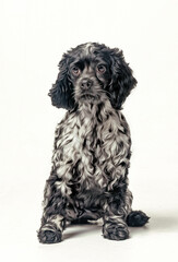 Cute Black and White Cocker Spaniel Puppy Sitting in Studio