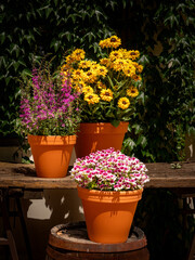 Angel Geranium