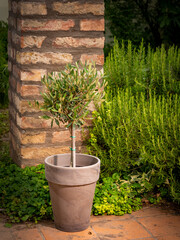 small olive tree