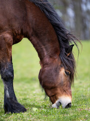 Brown horse on pasture. Horse eating green grass. 