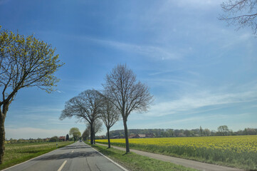 Obraz premium Scenic view of a quiet road lined with bare trees during spring. Bright blue sky and vibrant yellow fields create a peaceful atmosphere in the countryside.