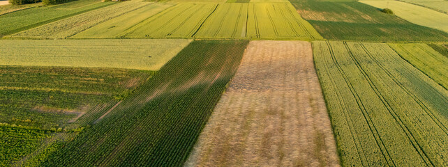 Aerial view of vibrant green and golden agricultural fields under a clear sky, showcasing diverse crop patterns in the rural landscape during summer. Ideal for agriculture and nature-related themes.
