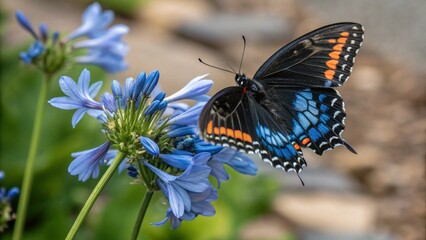butterfly on a flower