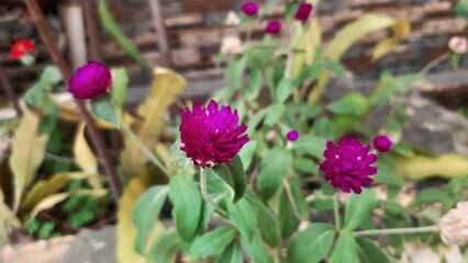 Fototapeta premium Globe amaranth (Gomphrena globosa), characterized by its bright purple color, is a common garden flower known for its long-lasting blooms.