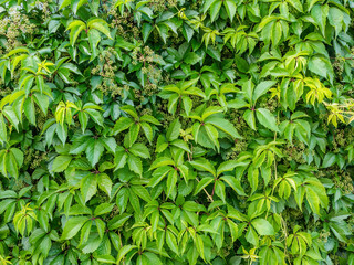 Wild grape green leaves background. Natural hedge texture