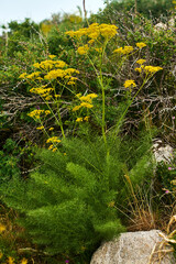 Fototapeta premium A representative of the flora of the mountainous and foothill regions of the Tashkent region of Uzbekistan, ferula, amazes with its size and shape. Uzbekistan. May 2025. 