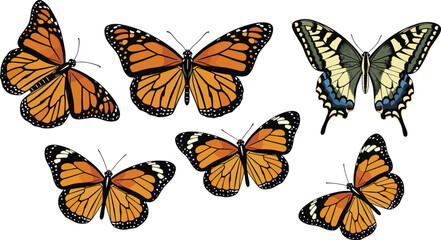 Set of colorful realistic butterflies illustration, including monarch and swallowtail species, detailed insect wings isolated on white background for nature design