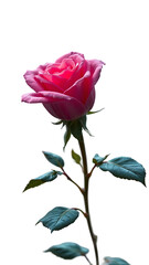 Obraz premium Bombom rosa vertical