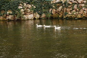 3 White Swans in the Pond