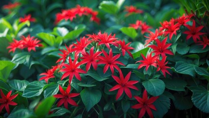 Bright red poinsettia flowers surrounded by green leaves in a lush garden setting.