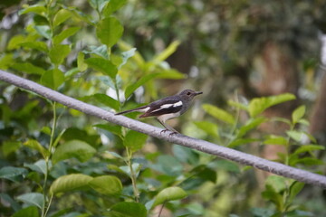 Oriental Magpie-Robin bords in closeup