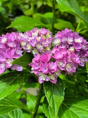 Inflorescence with purple flowers of Hydrangea You and Me Together on a background of green leaves