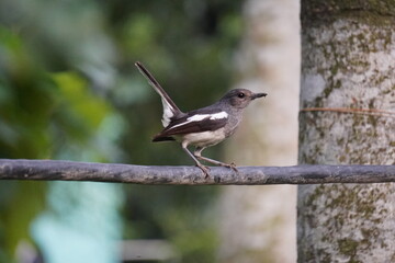 Oriental Magpie-Robin (Copsychus saularis) bird in closeup