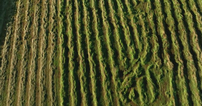 Aerial shot of lines of mowed hay.