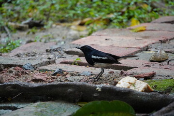 Oriental Magpie-Robin (Copsychus saularis) in closeup