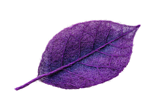 A vibrant, purple leaf with intricate veins