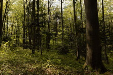 Obraz premium All genres of trees growing in thick green forest, casting shadows