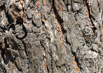 Maritime Pine, Pinus pinaster trunk symbol. Texture made of maritime pine tree bark. Beautiful Maritime Pine, Pinus pinaster trunk background. Conceptual image. Peaceful nature.