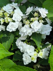 Inflorescence with white flowers of hydrangea Doppio Bianco on a background of green leaves