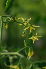 Beautiful yellow tomato flowers in close-up. 
