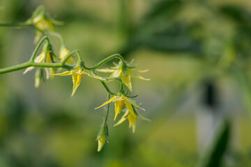 Beautiful yellow tomato flowers in close-up. 
