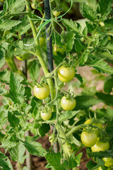 Green tomato fruits on the plant near a support stake. 
