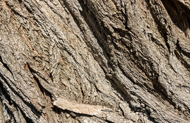 Olive tree bark pinaster trunk symbol. Texture made of olive tree bark . Beautiful olive tree bark trunk background. Greece, Conceptual image. Peaceful nature.