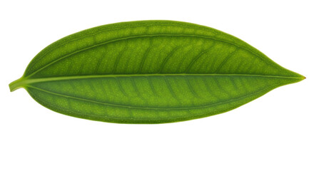 Obraz premium Isolated Green Leaf