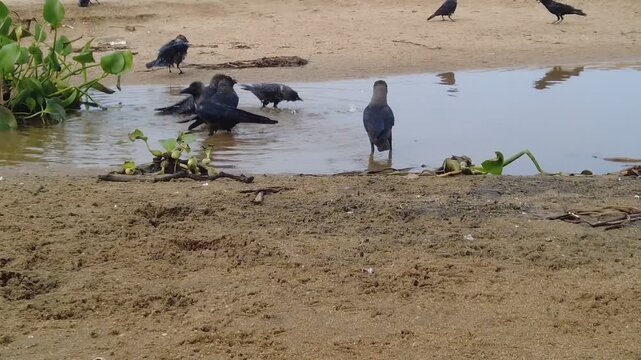 great blue heronA graceful crow enjoys a peaceful bath in a small natural pond during the calm evening hours. Captured in Ninthavur, Ampara District, Sri Lanka, this heartwarming wildlife moment refle