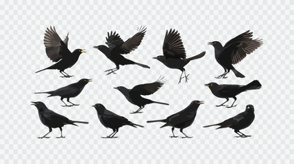 Obraz premium A flock of black birds in various poses, flying and perched, isolated on white background