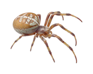 Spider crawling on surface natural habitat view