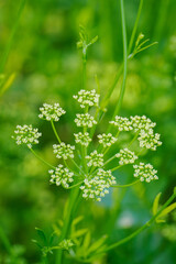 Green parsley flowers outdoors in close-up. 
