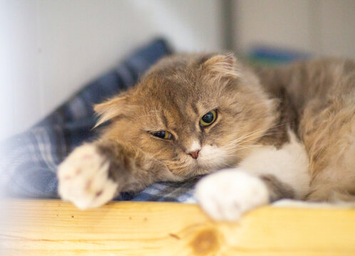 cute close up photo of persian cat with funny expression and big eyes. High quality photo