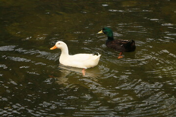 ducks in the pond