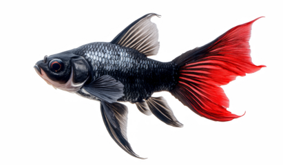 Stunning butterfly koi fish with vibrant red tail fin swimming gracefully