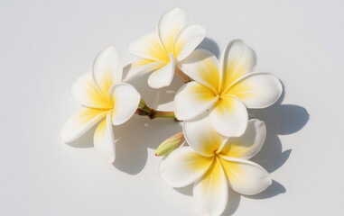 Fototapeta premium frangipani flower on a black background