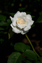 White rose flower with a dark background. 
