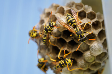 Wasp on a small nest in close-up. 
