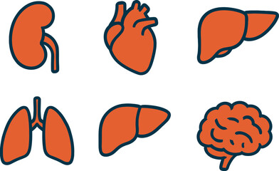 Anatomical Icons Kidney Heart Liver Lungs and Brain Illustrations in Orange and Blue