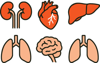 Anatomical Illustrations Kidneys Heart Liver Lungs and Brain in a Graphic Style