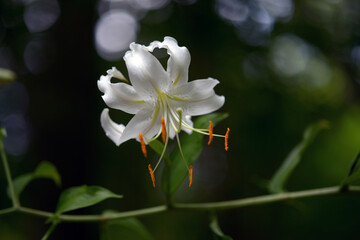 カノコユリ白花