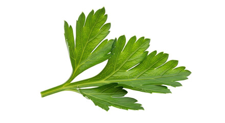 Isolated parsley