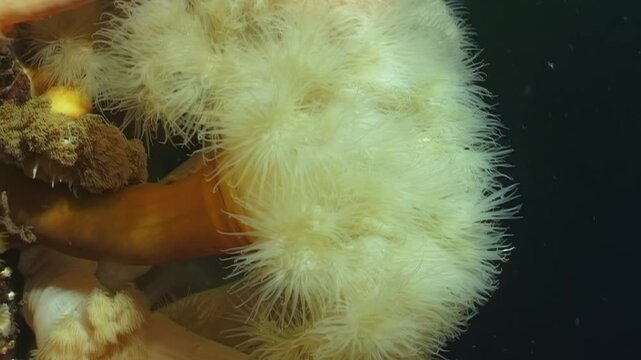 Observe fascinating marine life in the Arctic. See the beautiful anemone, with its feather-like appendages, swaying gently in the cold, dark depths of the White Sea.