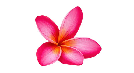 Isolated Frangipani Flower