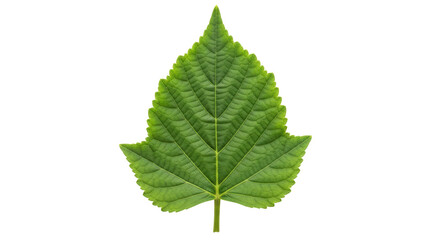Isolated Green Leaf