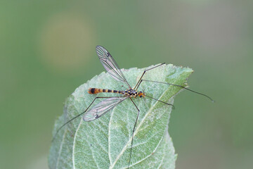 Male crane fly Nephrotoma flavipalpis, family Tipulidae on underside of an apple leaf. Dutch garden, summer, August