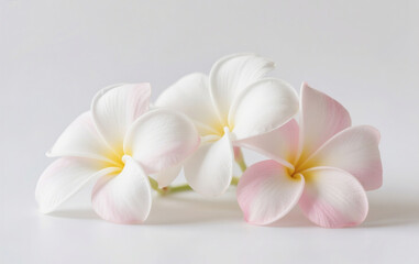 Naklejka premium white frangipani flowers