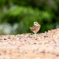 Burrowing Owl in the desert