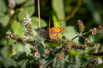 A Gatekeeper butterfly (Pyronia tithonus) resting on flowering mint plant.